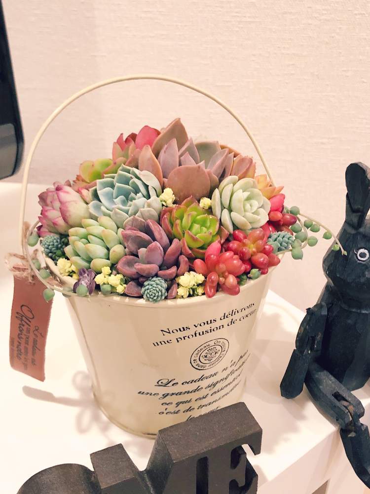 部屋の画像 by Myuさん | 部屋と幸せ♡と寄せ植えと自己満足と寄植えと紅葉多肉と子株とブリキ缶と葉挿し