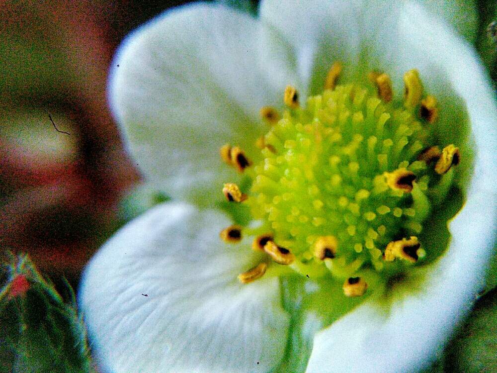 お出かけ先の画像 by mako makoさん | お出かけ先とホワイトデー発祥の、苺の花、祇園ボローニャ、デニッシュ、朝食、ミルクティー、東へ散歩、と白い植物フォトコン2020