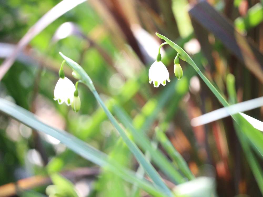 広い庭の画像 by メイプルママさん | 広い庭とスノーフレークと春のお花と白い植物フォトコン2020とスノーフレーク☆とシェードガーデンと春の庭とスノーフレーク♡と宿根草♪とスノーフレークのお花と鳥取県と花のある暮らしとかわいいな♡と春のおとずれと庭の宿根草