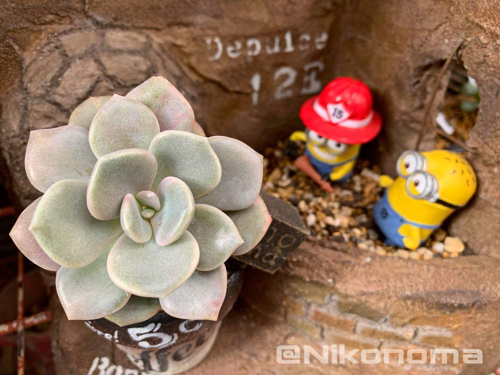 の画像 by Nomachanさん | 多肉植物とW投稿とノマ♡と繋がりに感謝と大好きな場所とJUNK Gardenと少しでも笑顔になってもらえますようにと笑顔の源と癒し空間とみんな同じ空の下と錆錆とご縁に感謝と大切な宝物とMAUEcollectionと植物が映えるものを作り隊とサビじょとインダストリアルとあの娘にも届け