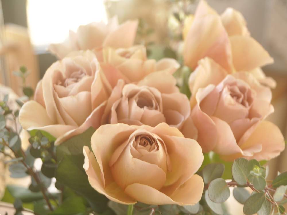 窓辺の画像 by rubyさん | 窓辺とばら バラ 薔薇とおうちフラワーフォトコンテストと花のある暮らしとロザリアンとバラを楽しむ