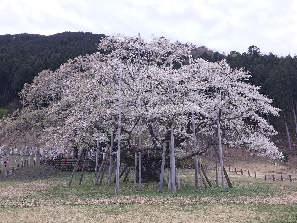 お出かけ先の画像 by 幻テラスのともちゃんさん | お出かけ先と薄墨桜と白い植物フォトコン2020と桜 薄墨桜とさくらさくら咲け咲けさくらと花のある暮らしとさくら