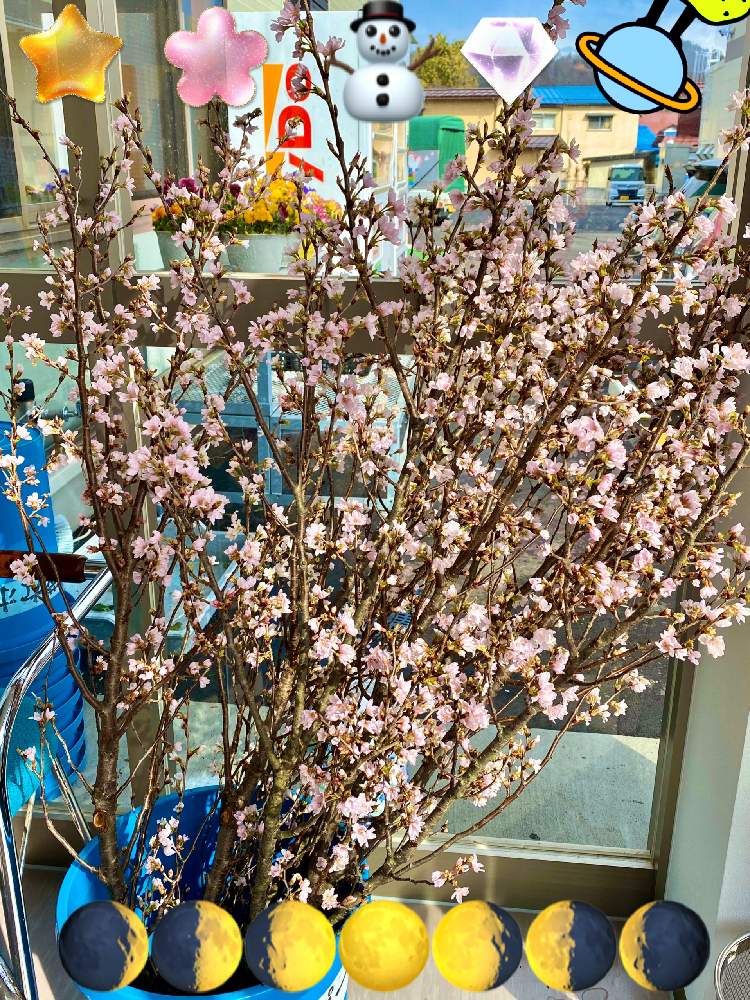 お出かけ先の画像 by 織家さん | お出かけ先とサクラ(啓翁桜)と山形とどこでも植物と斑入り好き♡とほんのりピンクが好きとiPhone撮影