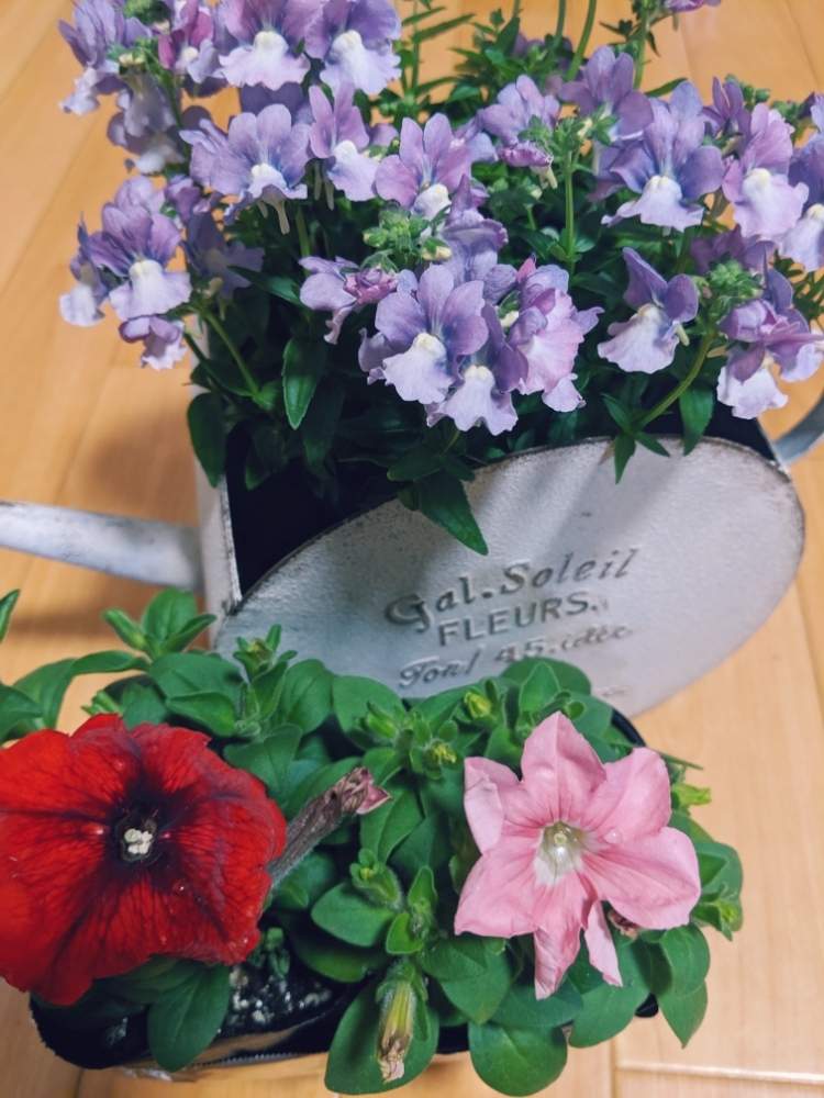 玄関の画像 by まめさん | 玄関とペチュニアとネメシアと花いっぱいプロジェクトとWEEKEND FLOWERとおうちフラワーフォトコンテストとおうち園芸とこういう時こそお花を飾ろうと花のある暮らしといい香り♡と素敵