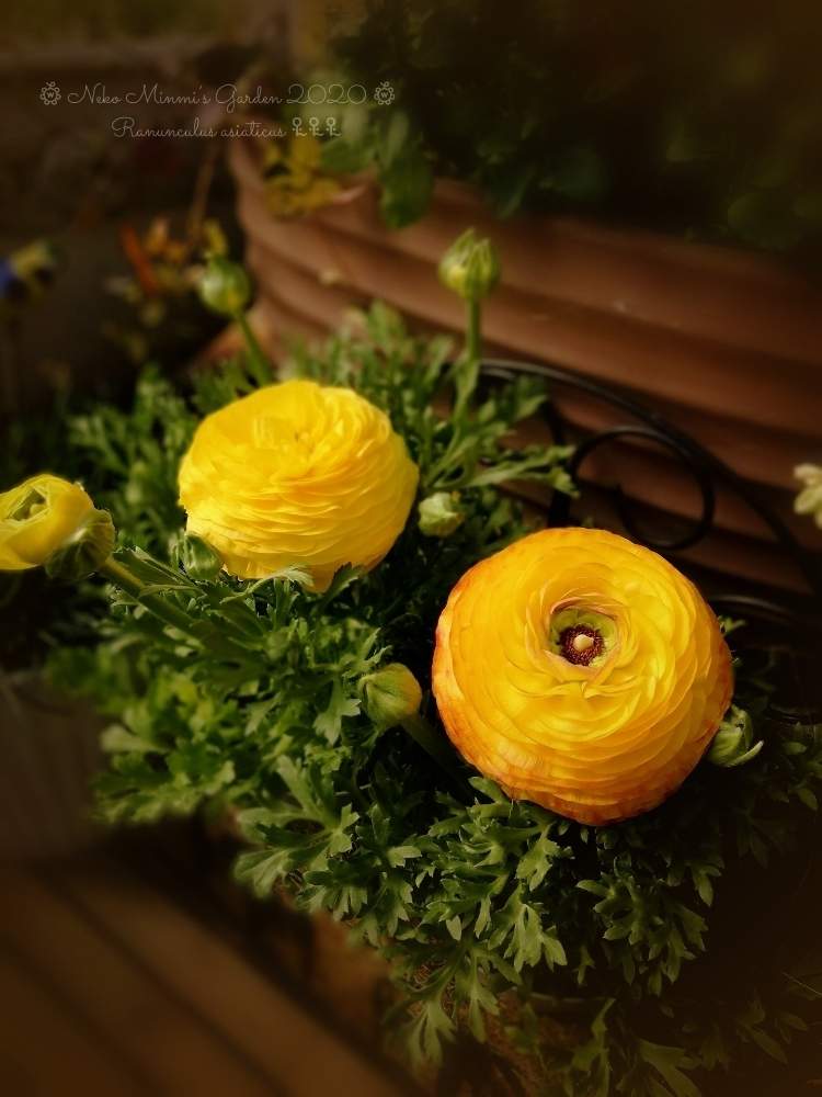 の画像 by 猫みんみさん | ラナンキュラスとみどりのある暮らしと植物のある暮らしとビニールハウスとまん丸と黄色い花とガーデニング初心者と夕方と可愛いと花のある暮らし