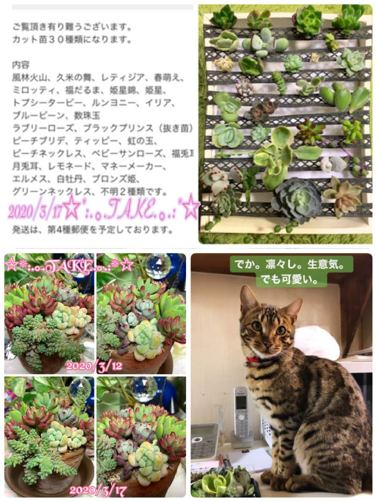 デスクの画像 by ◦¨♪✴︎.TAKE .✴︎¨♪◦さん | デスクと癒やしと多肉植物寄せ植えと多肉成長記録と多肉女子とタニラーと花のある暮らしと植物成長記録