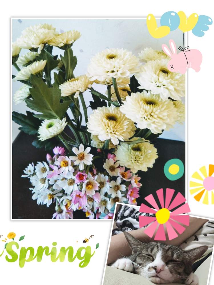 部屋の画像 by きき子さん | 部屋と花のある暮らしとネコと植物とチーム愛知