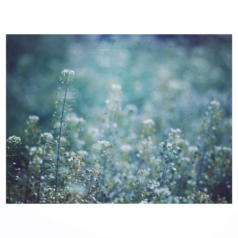 畑の画像 by Tenさん | 畑とナズナとペンペングサと植物のある暮らしと白い植物フォトコン2020と身近にあるボタニカルスポットと散歩と雑草と成長記録とアートなTen写と花のある暮らし