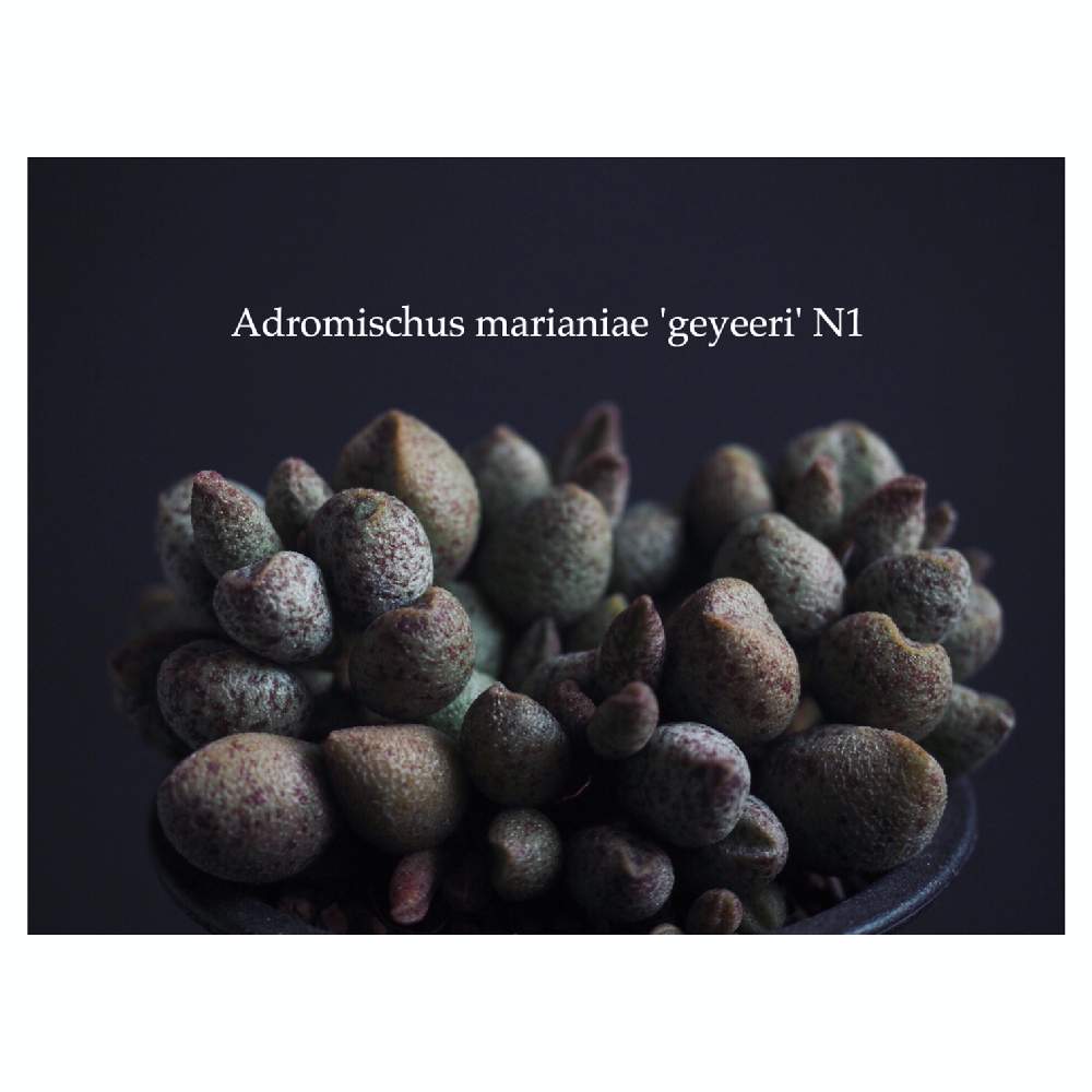 部屋の画像 by Tenさん | 部屋とアドロミスクス ゲイエリとAdromischus marianiae "geyeeri" N1と多肉植物と植物のある暮らしと多肉植物のある暮らしとTen'sアドロと成長記録とアートなTen写と珍奇植物とビザールプランツとアドロミスクス