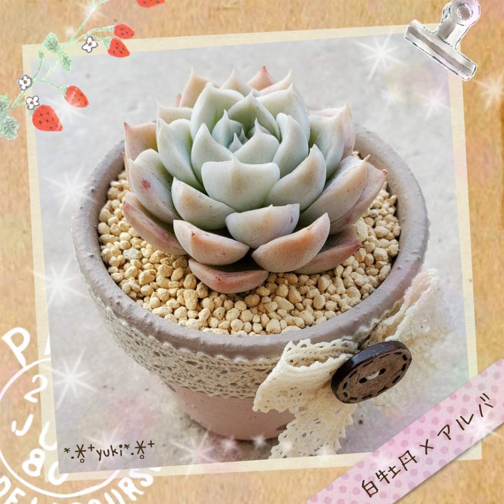 棚の画像 by *.∗̥⁺雪*.∗̥⁺さん | 棚と多肉中毒と多肉植物とI♥️TANIKUと植物のある暮らしと多肉大好きと多肉植物が好きな人と繋がりたいとお気に入り♡とエケベリア好きと島根県と多肉植物のある暮らしと植中毒とUNICAと綺麗と多肉女子と白牡丹×アルバとタニラーとかわいいな♡とおひとり様とリメイク鉢と多肉植物2年生