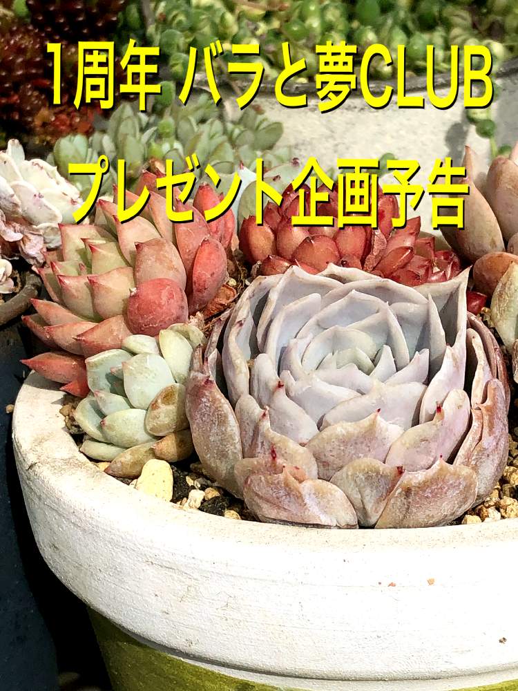 玄関の画像 by コニー✨さん | 玄関と多肉植物とGS映えと植中毒とHTC No.278とバラと夢CLUBとリメ鉢と多肉女子と可愛い〜♡とタニラーと毎日お疲れとたにおたくらぶNO.1と1周年バラと夢CLUBとたにおたくらぶとリメイク鉢