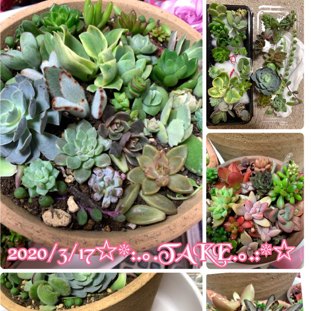 デスクの画像 by ◦¨♪✴︎.TAKE .✴︎¨♪◦さん | デスクとラブリーローズと癒やしと寄せ植えと多肉植物寄せ植えとおうち園芸と多肉女子とタニラーと花のある暮らしと植物成長記録