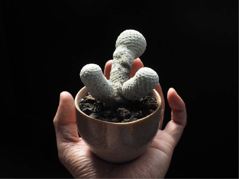 部屋の画像 by Tenさん | 部屋と白鳥と多肉植物とトゲトゲと植物のある暮らしとマミラリアとワンハンドと白い植物フォトコン2020と多肉植物のある暮らしとTen'sサボと多肉植物とサボテンと職場の撮影ポイントと成長記録とアートなTen写と珍奇植物とビザールプランツ