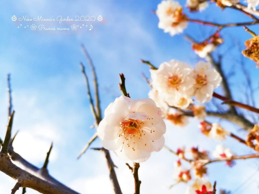 畑の画像 by 猫みんみさん | 畑とうめとみどりのある暮らしと植物のある暮らしといい香りと可愛いと花のある暮らしと青空
