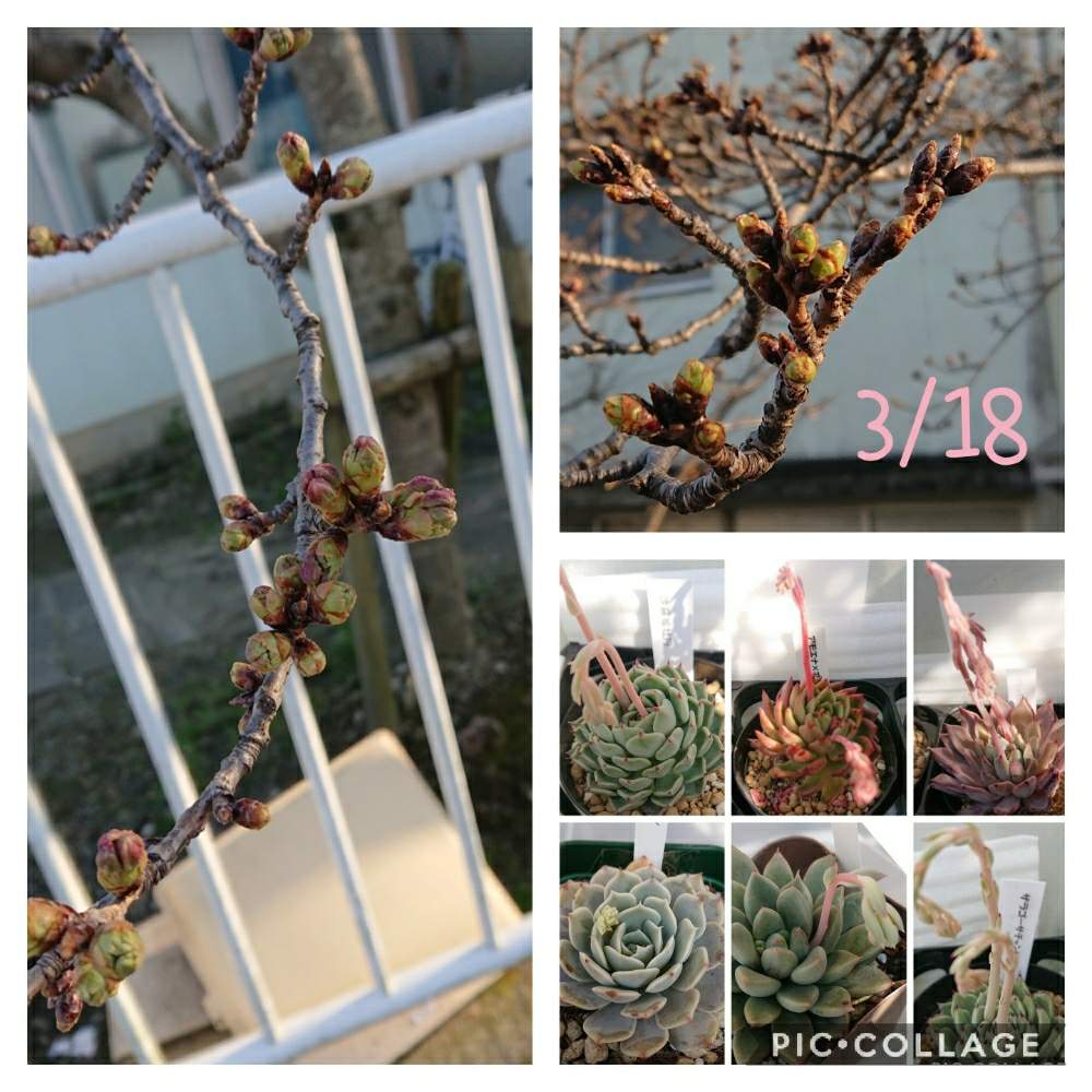 の画像 by りえさん | GS2年生と多肉のある暮らしと多肉の花芽と桜のつぼみとたにおたくらぶNo.59と多肉日和とたにおたくらぶと多肉事
