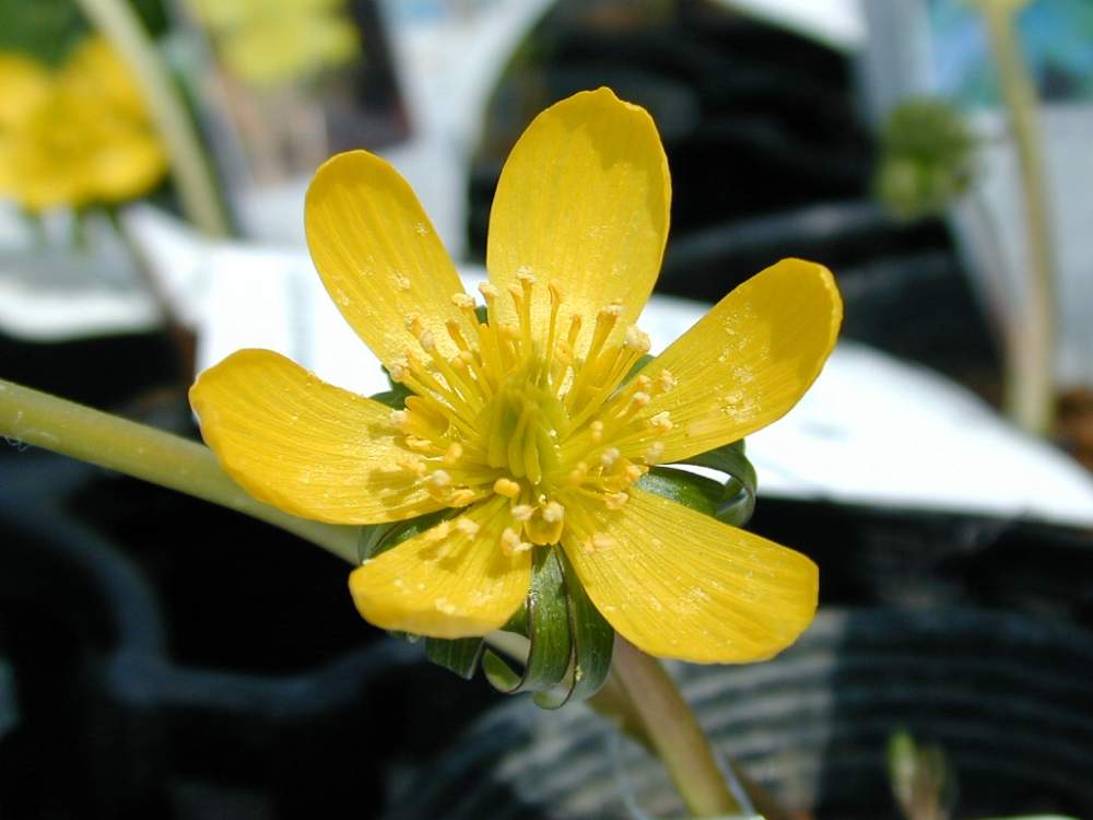 お出かけ先の画像 by hiroshiさん | お出かけ先とキバナセツブンソウと黄花節分草と春のお花と冬の花とビタミンカラーと黄色の花と花のある暮らしとキンポウゲ科