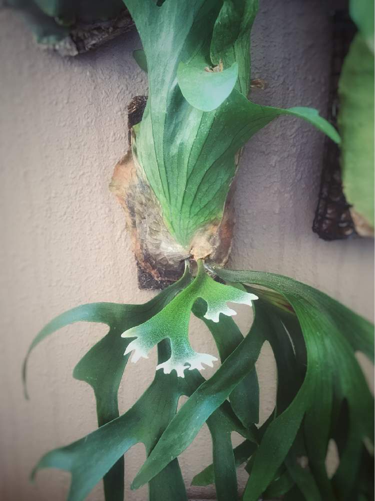 の画像 by moonrabbitさん | P.coronariumと コウモリラン と ビカクシダと貯水葉とベランダガーデンとstaghorn fern