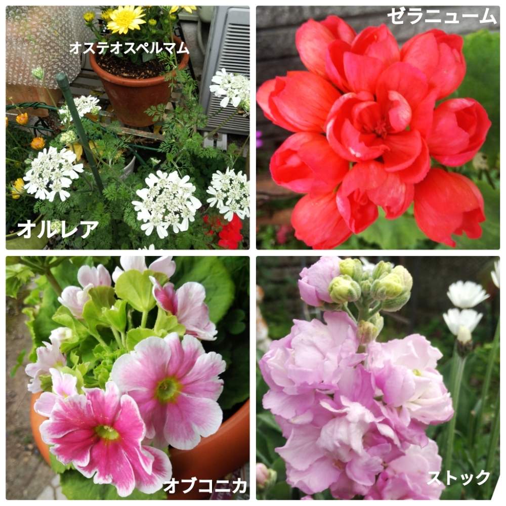 小さな庭の画像 by メリーさん | 小さな庭とストック八重とオブコニカ(2年物)とゼラニューム、チュリップ咲きとオステオスペルマム。とオルレア、レースフラワーと花のある暮らし
