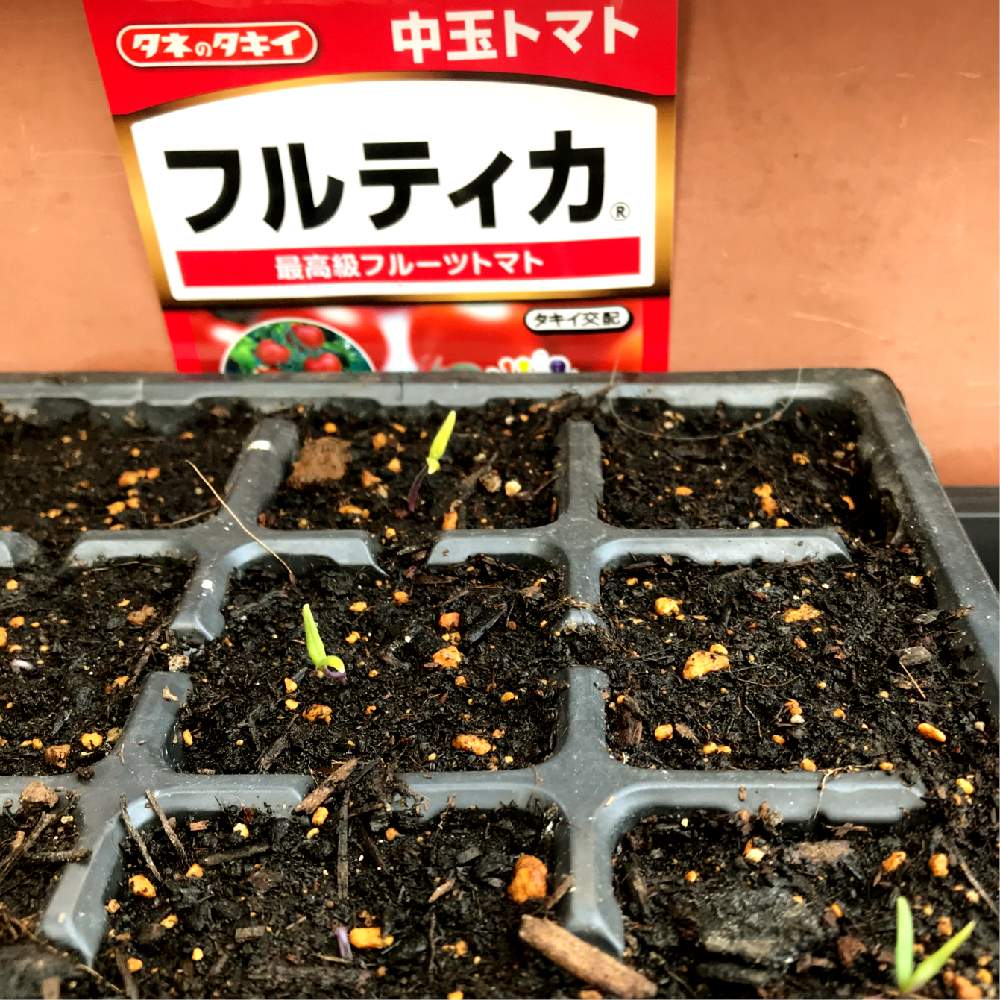 の画像 by GOOSさん | 中玉トマト フルティカと家庭菜園とスーパーミックスAとたねからの幸せ