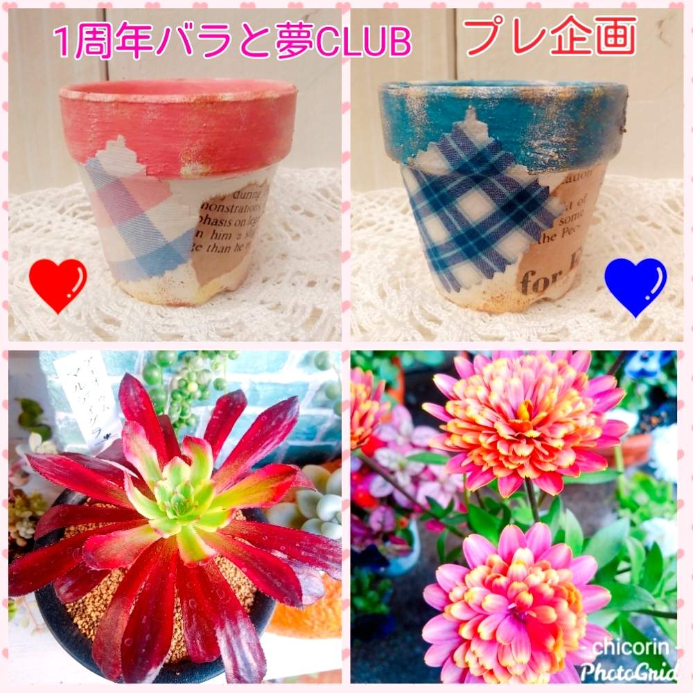 部屋の画像 by ちこりんさん | 部屋とHTCと多肉の花とありがとう❤️とアエオニウム マルディグラと播州織りと感謝とアエオニウム属とはるが来た!とバラと夢CLUBとリメ鉢と多肉女子とたに倶楽部とリメ缶・リメ鉢と花のある暮らしとHTC社員と多肉植物の紅葉と1周年バラと夢CLUBとげんき!とたにおたくらぶとオステオステルマム。