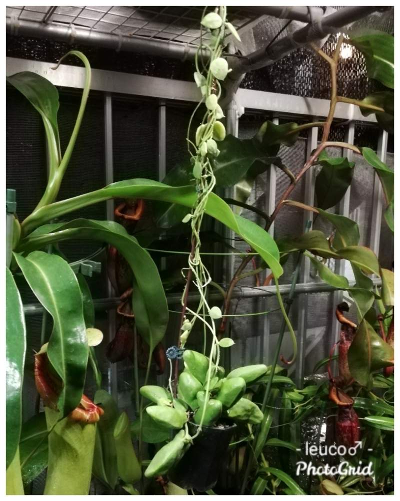 バルコニー/ベランダの画像 by leuco♂さん | バルコニー/ベランダと観葉植物とつる性植物と珍奇植物とDischidia