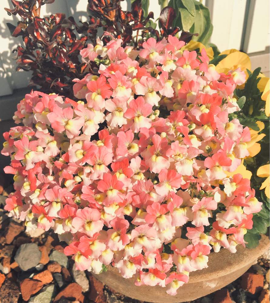 の画像 by みゃんさん | ネメシアとピンクの花とかわいい子❤️と癒される~といい感じ☆