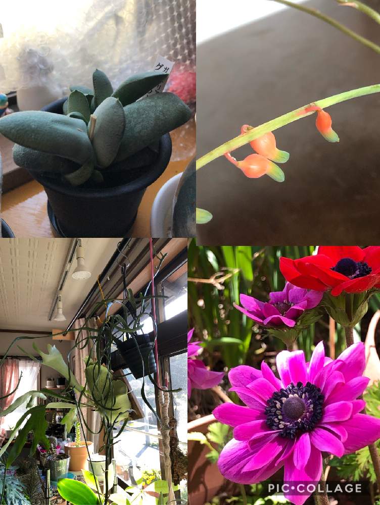 部屋の画像 by アマリリスさん | 部屋とHTCとキュンキュン乙女倶楽部と植物のある暮らしと ビカクシダとユーホルビア属とひやみかち首里城!とガステリア グロメラータとGSミニモニ。とバラと夢CLUBとユーフォルビア キシロピロイデスとシダのある暮らしと花のある暮らしと広島市とたにおたくらぶと今年も咲きました❣️と アネモネとたにおたくらぶNO134とかわいい❤