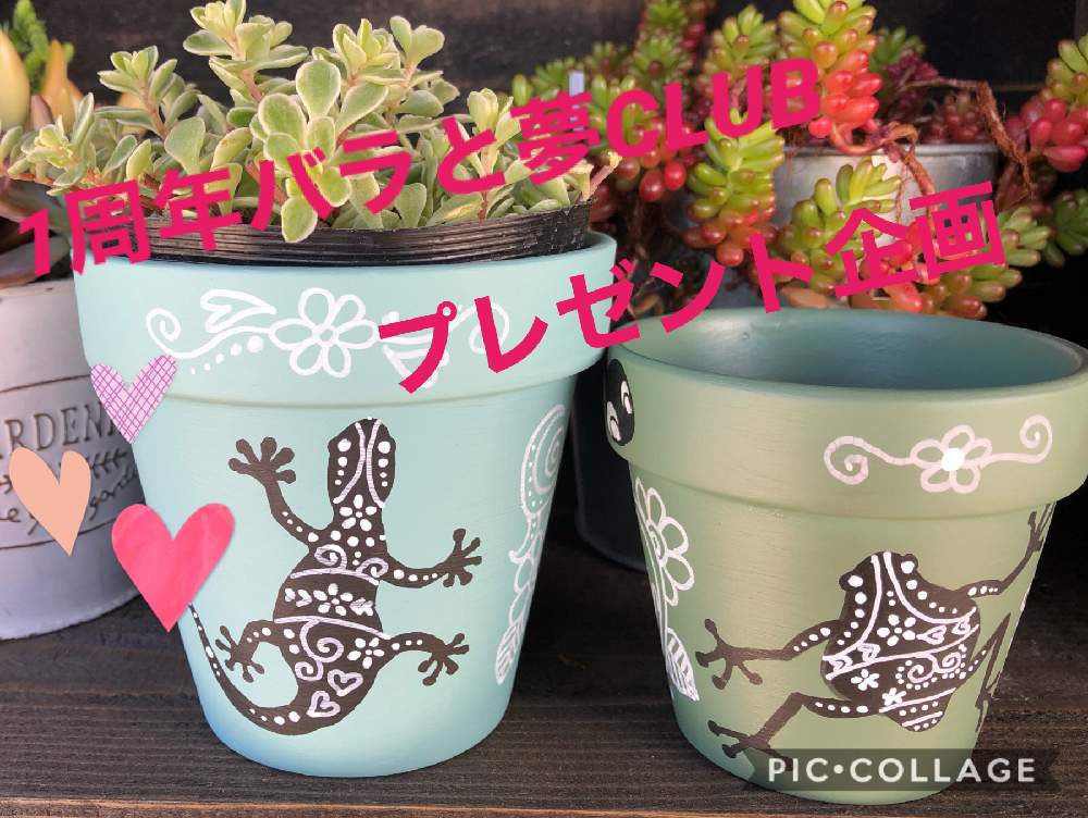 バルコニー/ベランダの画像 by plumrinkoさん | バルコニー/ベランダとHTCと爬虫類大好きと爬虫類とコラボと埼玉ンズ倶楽部とバラと夢CLUBとリメ鉢と多肉女子とリメ缶・リメ鉢と1周年バラと夢CLUB