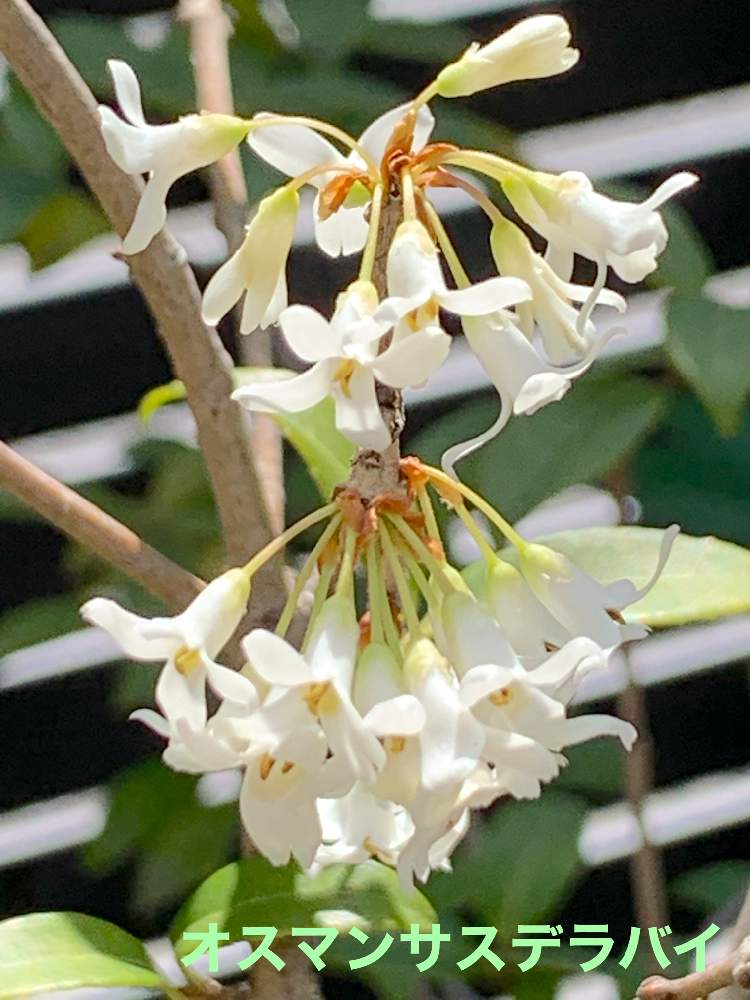広い庭の画像 by おすしさん | 広い庭と白い植物フォトコン2020と癒しとオスマンサスデラバイと多肉生活と花のある暮らしとモクセイ科