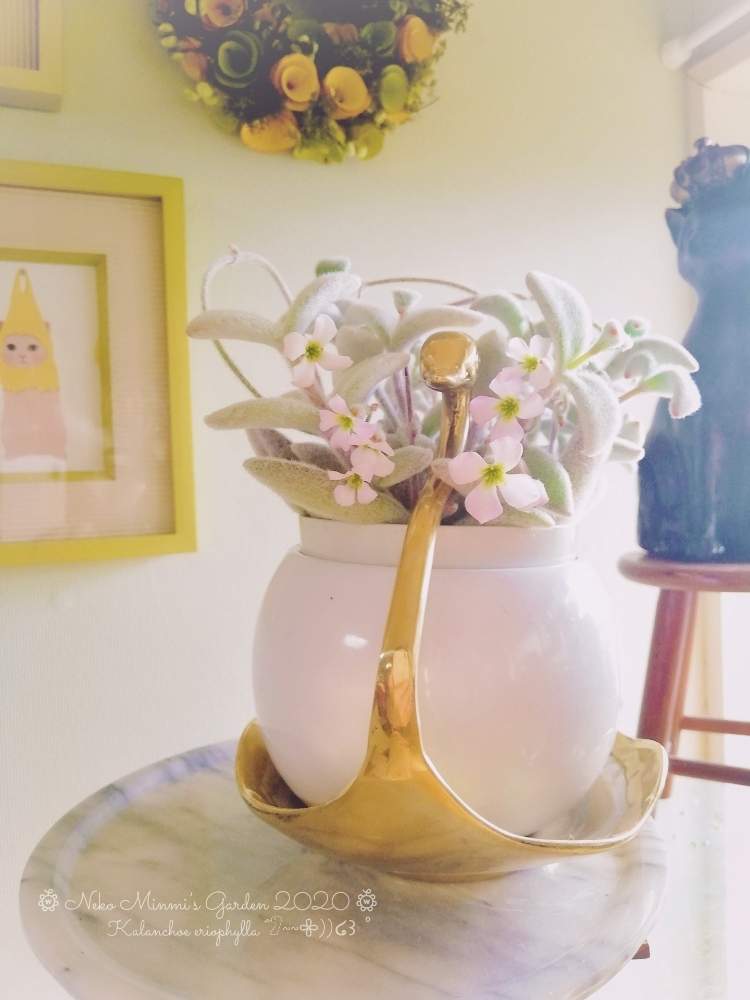 部屋の画像 by 猫みんみさん | 部屋と福兎耳とみどりのある暮らしと福兎耳の花と植物のある暮らしともけもけと多肉大好きとおうちフラワーフォトコンテストとガーデニング雑貨と白い鉢とガーデニング初心者と可愛いと花のある暮らしとかわいい