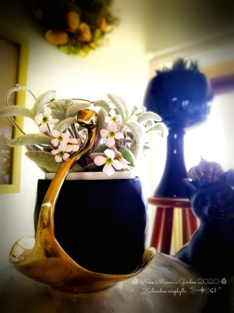部屋の画像 by 猫みんみさん | 部屋とみどりのある暮らしと福兎耳の花と多肉の花と植物のある暮らしとおうちフラワーフォトコンテストと黒い鉢とガーデニング雑貨とガーデニング初心者と花のある暮らしとかわいいと多肉初心者