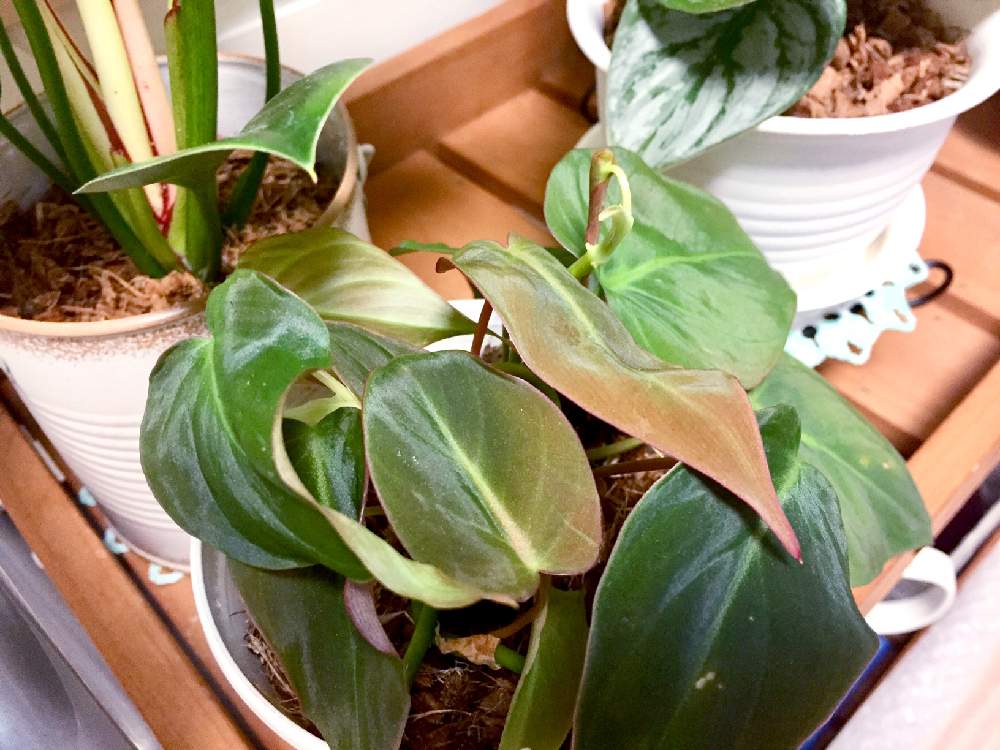 寝室の画像 by iroaさん | 寝室とビロードカズラスタンとビロード状の光沢と観葉植物とビロードカズラ スタンとビロードカズラ!とフィロデンドロン属と成長記録とビロードの葉っぱ