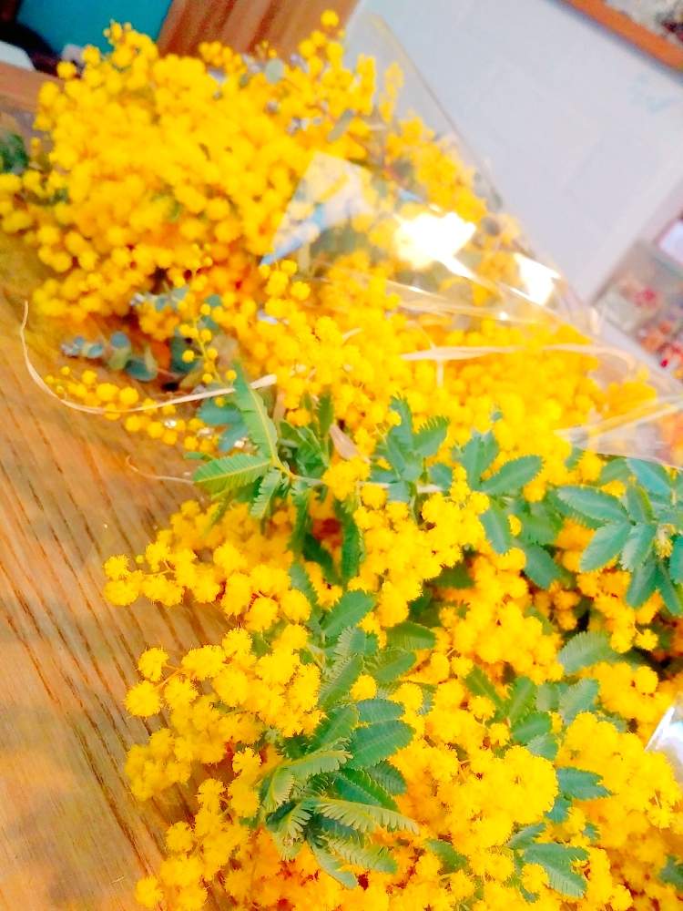 部屋の画像 by ちこりんさん | 部屋と ミモザとありがとう❤️とスワッグと感謝とおうちフラワーフォトコンテストとアカシアミモザとはるが来た!とバラと夢CLUBとビタミンカラーと多肉女子とたに倶楽部とリメ缶・リメ鉢と花のある暮らしとHTC社員と多肉植物の紅葉とげんき!とたにおたくらぶ