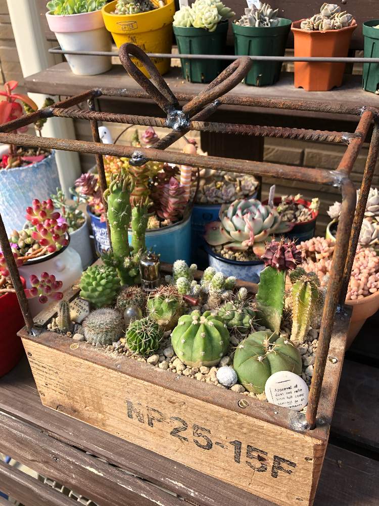 の画像 by eriさん | サボテンの寄せ植えとトットシーンズさんとトット雑貨と贈り物木箱