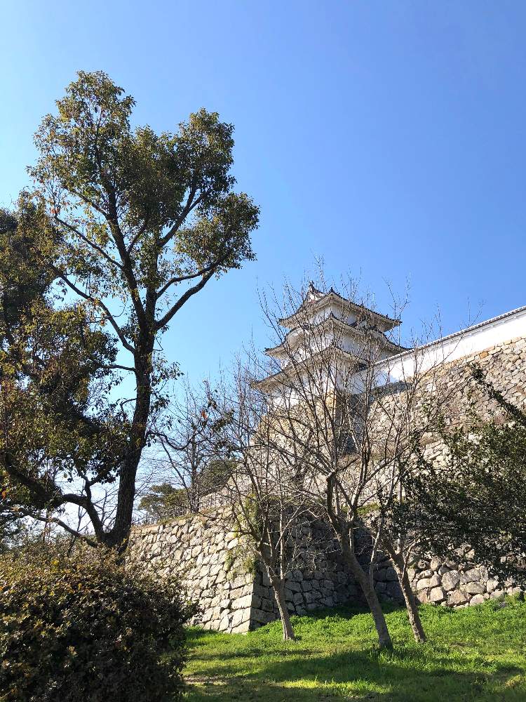 お出かけ先の画像 by スワンさん | お出かけ先とクスノキとさくら サクラ 桜と明石公園とよい 1日をと石同好会とみどりのまとめ