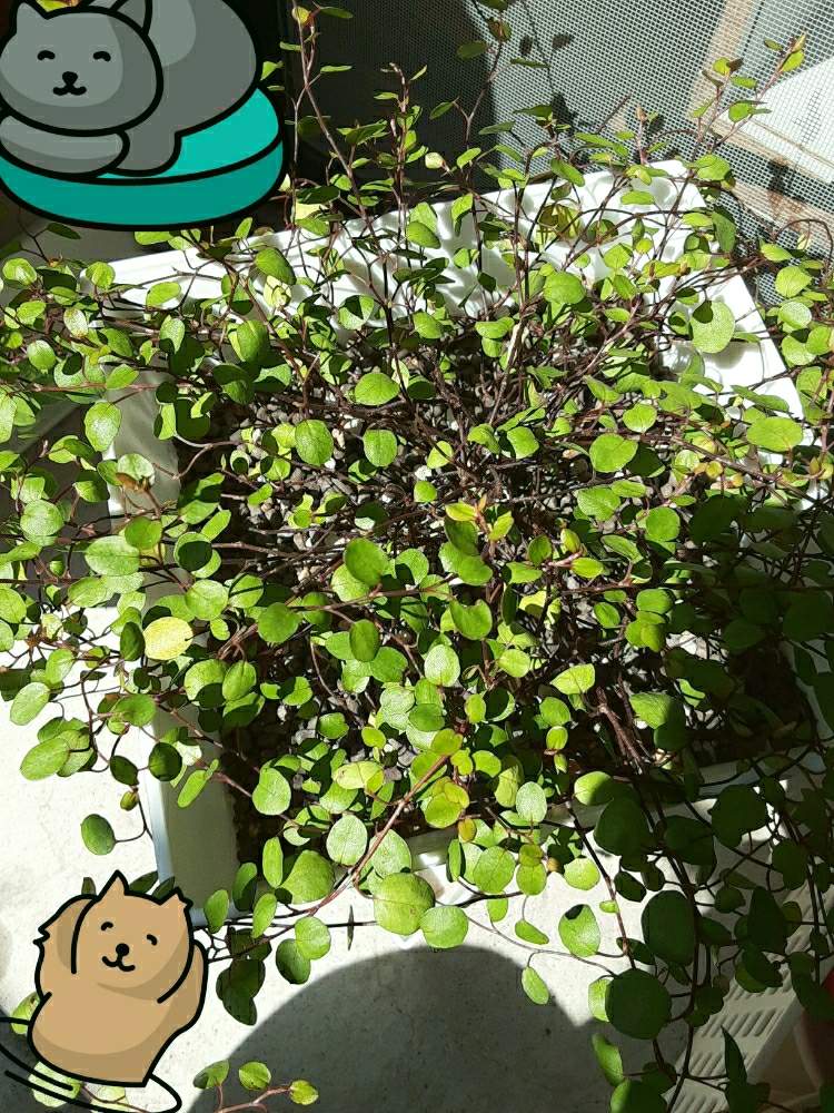 バルコニー/ベランダの画像 by moiさん | バルコニー/ベランダとワイヤープランツとダイソー鉢と緑のある暮らしとねこと緑のある暮らし