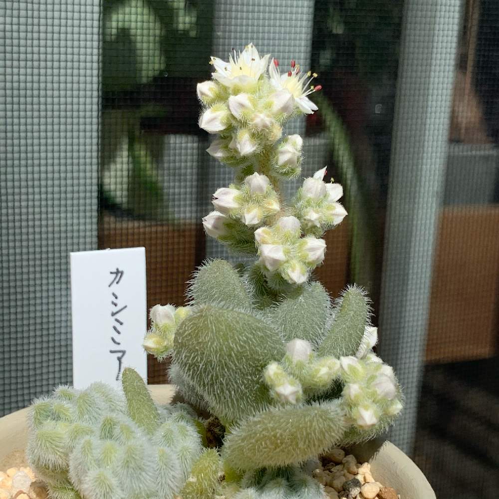 の画像 by なず家さん | 白い植物フォトコン2020と多肉のある暮らしと#お庭と暮らすと花のある暮らしとNo多肉,No Life.とカシミアヒントニー♡