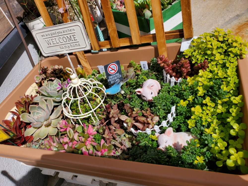 アプローチの画像 by _little_birdy_さん | アプローチと多肉植物と外管理と寄せ植えと100均多肉と多肉植物寄せ植えと多肉植物のある暮らしとエケベリア属とセネシオ属と経過観察とノンフィルター
