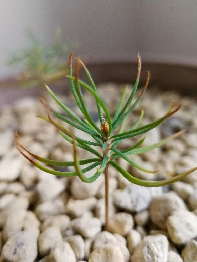 窓辺の画像 by woodAppleさん | 窓辺とプンゲンスとpicea pungens f. glaucaと銀葉コロラドトウヒ