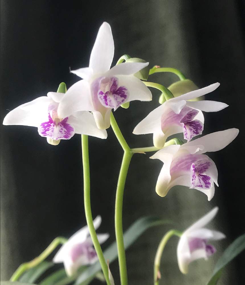 部屋の画像 by けろやさん | 部屋と白い植物フォトコン2020とヒヤミカチ首里城!と東京ドーム蘭展とひやみかち首里城!とGSミニモニ。とデンドロビウム・キンギアナム系とデンドロビウム属とらんと頑張れ♡えっことキンギアナム シルコッキー☆