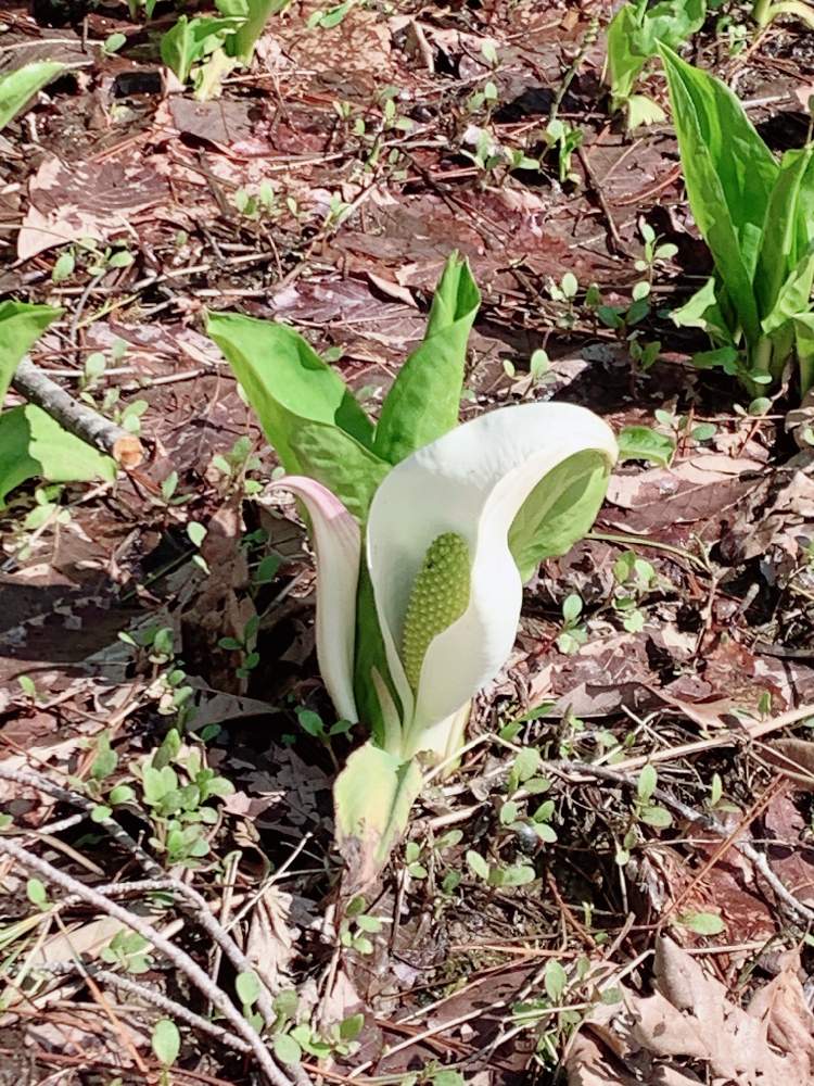お出かけ先の画像 by ぷとぴさん | お出かけ先と水芭蕉と白い植物フォトコン2020と山野草と晴れた日と新潟県と花のある暮らし