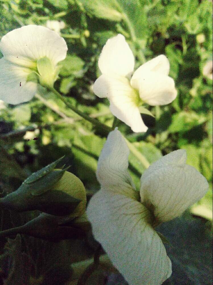 お出かけ先の画像 by mako makoさん | お出かけ先とスナップエンドウのお花、白いお花、お写歩、メンデルの法則、白花種、と白い植物フォトコン2020
