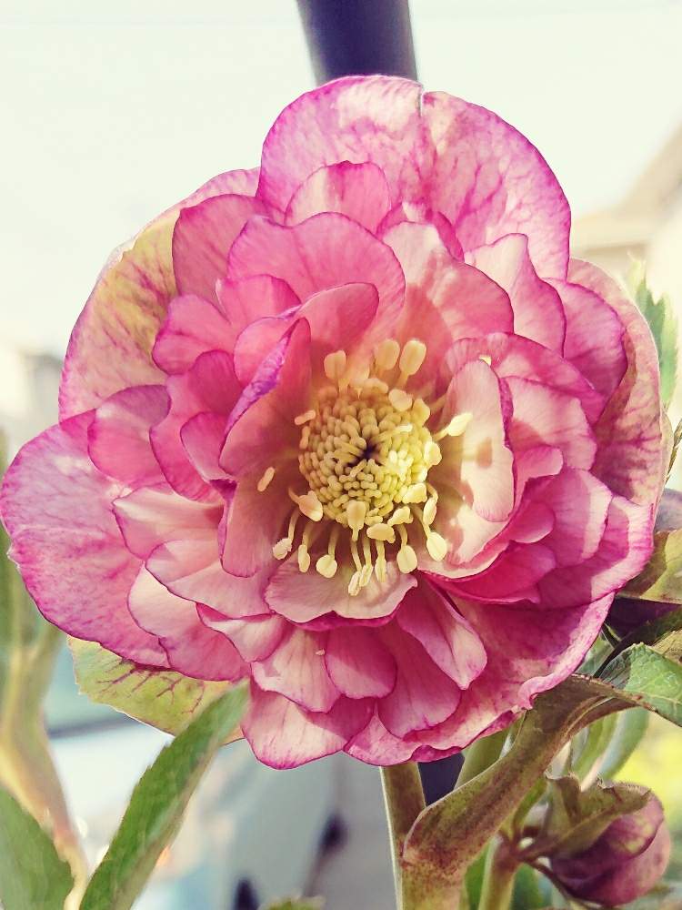 小さな庭の画像 by ヒロリンパさん | 小さな庭とクリスマスローズの花と花壇とクリロー♪と我が家の花壇と クリスマスローズと成長記録とクリスマスマスローズと花のある暮らしと咲いた!