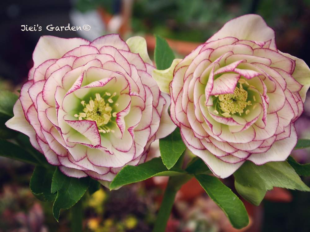 の画像 by Jieiさん | クリスマスローズとボタニカルボーイとWEEKEND FLOWERとJiei's Garden Storyと相模原植物男子とJiei's Garden®︎とGS映えとJiei's FlowersとJiei's Decorationと今日の一枚とJiei's DesignとJiei's Collectionと花のある暮らしとJiei's Share Happiness®︎とBotanical Boy