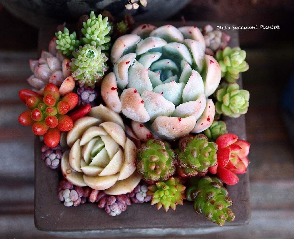 小さな庭の画像 by Jieiさん | 小さな庭と多肉とJiei's Succulent Plantsと多肉植物と多肉男子とボタニカルボーイとJiei's Garden Storyと植物男子と相模原植物男子とJiei's Garden®︎とJiei's Container GardenとJiei's Decorationと今日の一枚とJiei's DesignとJiei's CollectionとContainer Gardenと男の寄せ植えとJiei's Echeveria Collection®︎と暴れ多肉とJiei's Sedum®︎とJiei's Share Happiness®︎とBotanical Boyと多肉植物のすてきアレンジ