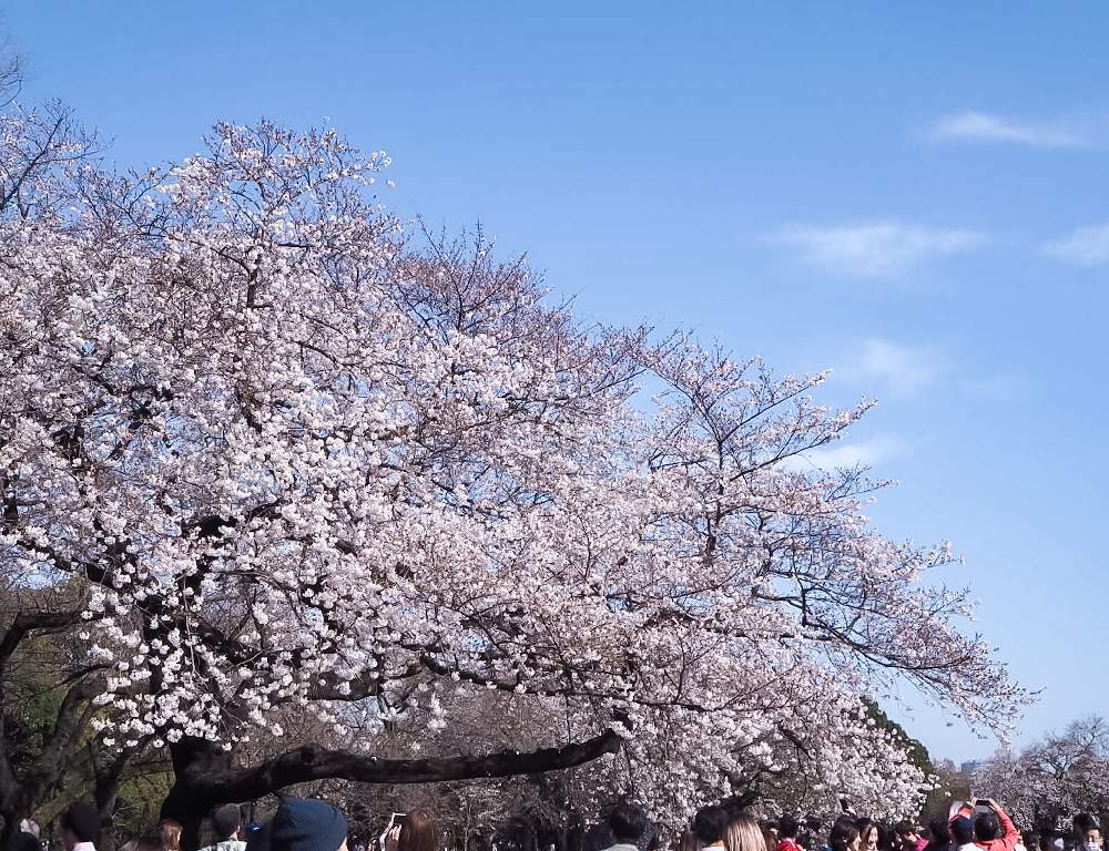 お出かけ先の画像 by lalamさん | お出かけ先と新宿御苑と花のある暮らしと桜 ソメイヨシノと桜祭り2020