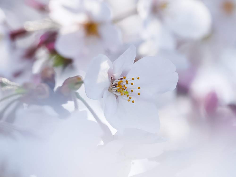 お出かけ先の画像 by lalamさん | お出かけ先と新宿御苑と花のある暮らしと桜 ソメイヨシノと桜祭り2020