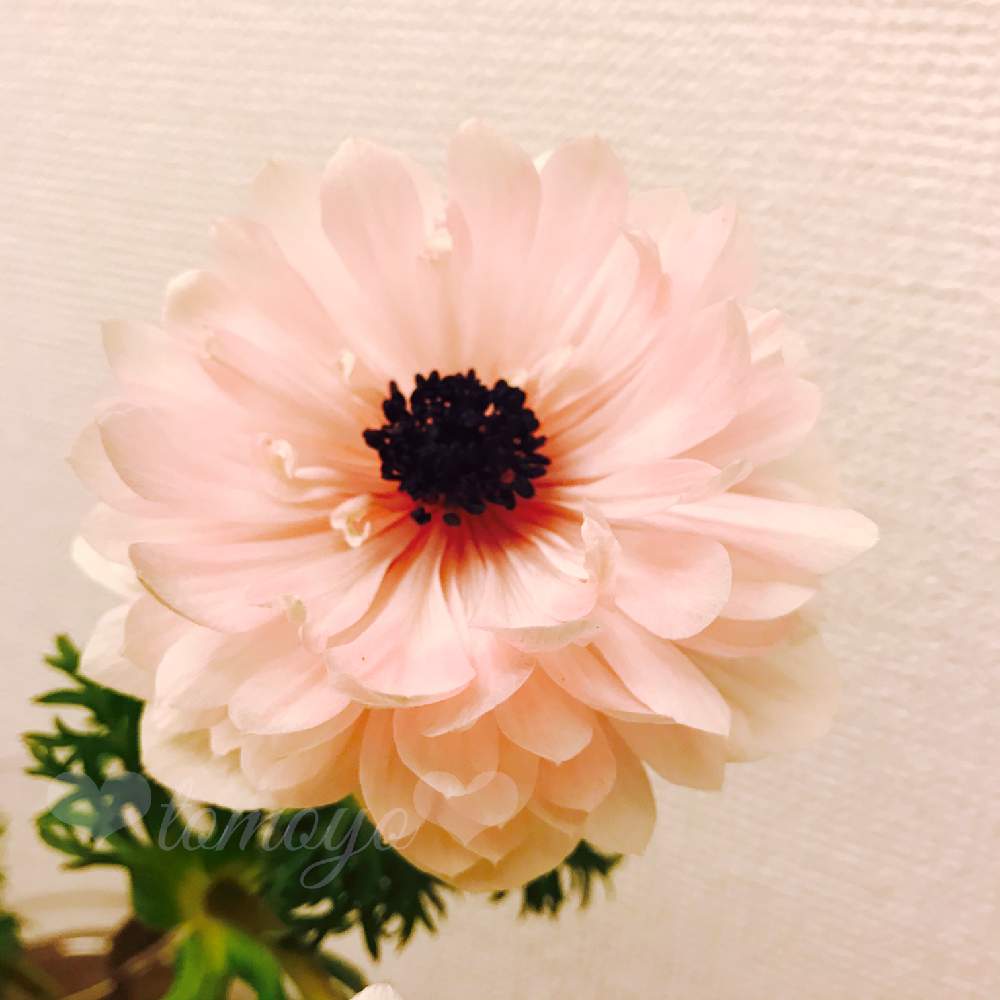 テラスの画像 by 幻テラスのともちゃんさん | テラスとアネモネと八重咲き アネモネとばら バラ 薔薇と薔薇愛同盟とアネモネ 八重と日陰でバラと花のある暮らしと薔薇♪とバラ・ミニバラとロザリアンと アネモネとバラを楽しむ
