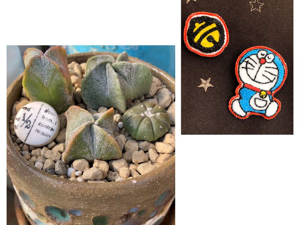 の画像 by eriさん | サボテンの寄せ植えとドラえもんとトットシーンズさん