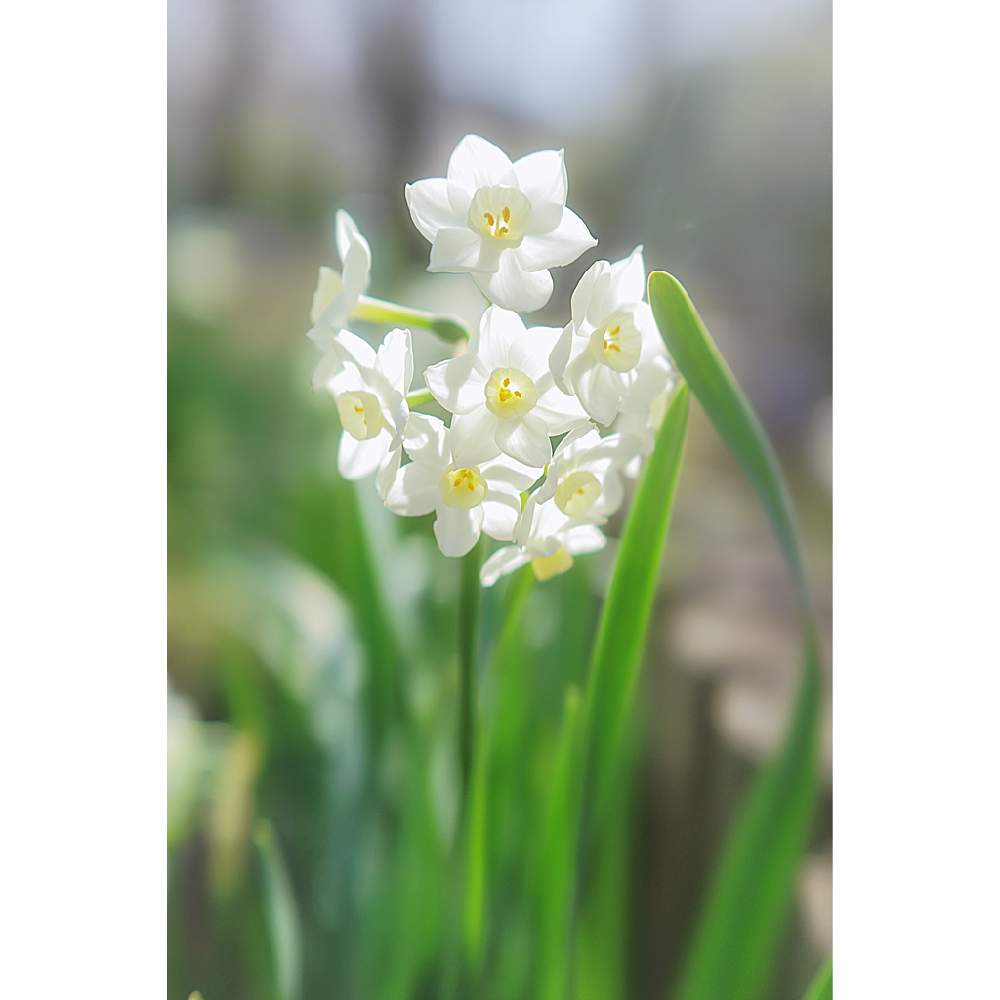 の画像 by nesoさん | 水仙とペーパーホワイトと別所沼公園と白い植物フォトコン2020とローカルカメラマンかな?!(笑)とベイヤーと日曜にこにこ猫目線